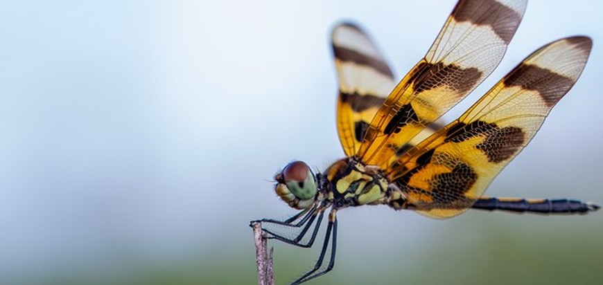 حشرات قهرمانان پنهان طبیعت | Insects